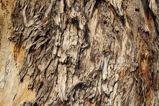 纹理、树木、木材、自然、树干、裂纹、图案、绿色