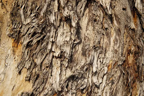 纹理、树木、木材、自然、树干、裂纹、图案、绿色 纹理、树木、木材、自然、树干、裂纹、图案、绿色