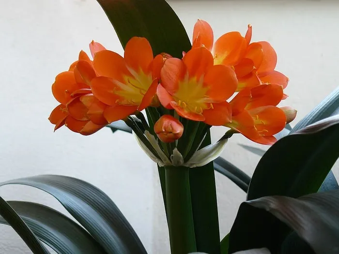花，君子兰，快乐，君子兰，橙子，开花植物，新鲜度，植物