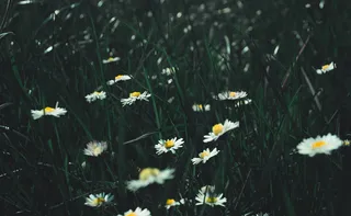 洋甘菊，洋甘菊花，花，花，草，宏观草，宏观细节，白色