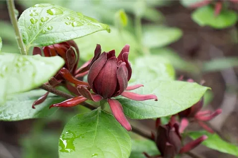 Calycanthus floridus,通常被称为Carolina allspice,是一种罕见的圆形落叶灌木,可长到6-9米高。它的特色是芳香的、棕色到勃艮第色的花朵,从4月中旬到5月中旬开放。花被褐色的、瓮状的果实种子荚所取代,这些种子荚在秋天成熟,在整个冬季持续数月。深色、有光泽、绿色的叶子和树皮被压碎后会释放出丁香或樟脑般的气味。花和叶都经常用来做花香。使用的其他名称还有甜灌木、草莓灌木 Calycanthus floridus,通常被称为Carolina allspice,是一种罕见的圆形落叶灌木,可长到6-9米高。它的特色是芳香的、棕色到勃艮第色的花朵,从4月中旬到5月中旬开放。花被褐色的、瓮状的果实种子荚所取代,这些种子荚在秋天成熟,在整个冬季持续数月。深色、有光泽、绿色的叶子和树皮被压碎后会释放出丁香或樟脑般的气味。花和叶都经常用来做花香。使用的其他名称还有甜灌木、草莓灌木