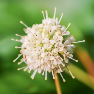 自然，花瓣，花朵，绽放，花朵，钮扣树，西花千层，特写