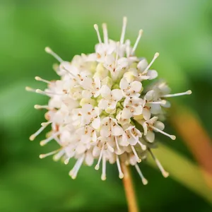 自然，花瓣，花朵，绽放，花朵，钮扣树，西花千层，特写
