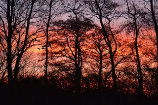 日出，morgenrot，太阳，天空，树，植物，剪影，森林