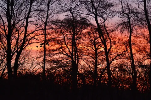 日出,morgenrot,太阳,天空,树,植物,剪影,森林 日出,morgenrot,太阳,天空,树,植物,剪影,森林