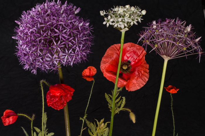 花朵，花朵，盛开，夏季花朵，罂粟，观赏洋葱，大葱，klatschmohn