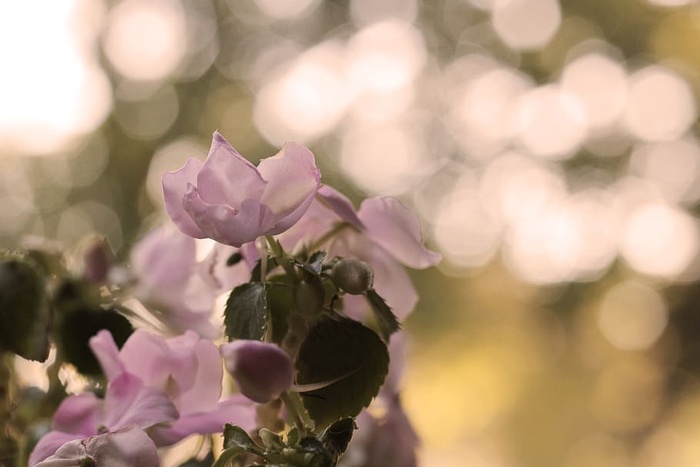 美国、hilliard、bokeh、绿色、花朵、未聚焦、聚焦、粉色