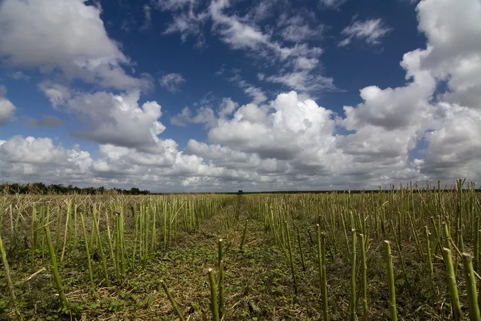 残茬，麦穗，田间，收获，收获，秸秆，halme，秋季