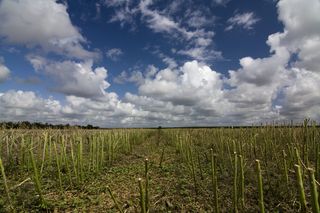 残茬，麦穗，田间，收获，收获，秸秆，halme，秋季