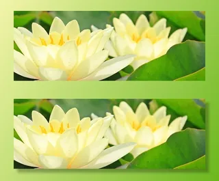 选择性，聚焦照片，白色，花朵，睡莲，纽帕，水生植物，池塘