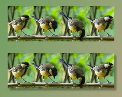 动物，鸟，山雀，蓝山雀，饮料，鸟浴，羽毛，羽毛