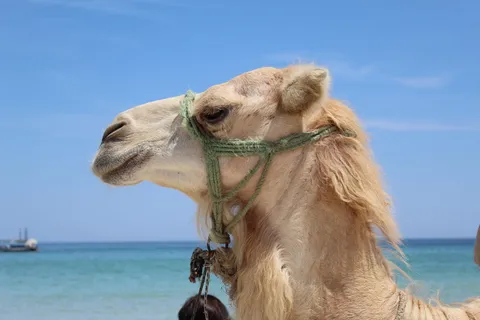 海, 自然, 海滩, 水, 动物, 阿拉伯骆驼, 骆驼, 云 海, 自然, 海滩, 水, 动物, 阿拉伯骆驼, 骆驼, 云