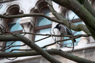 乌鸦，鸟，布达城堡，黑色，翼尖玩具，羽毛，喙，树枝