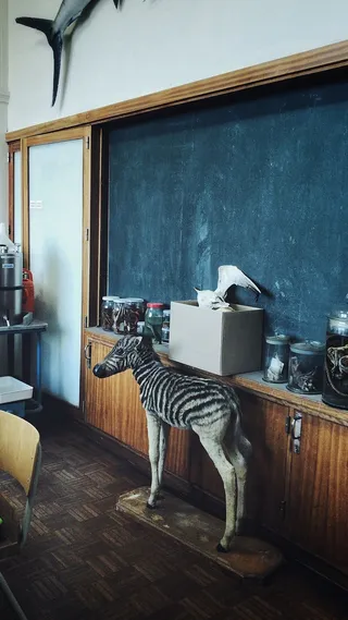 比利时、布鲁塞尔、RBIN、动物、科学、动物标本学、斑马、珍品