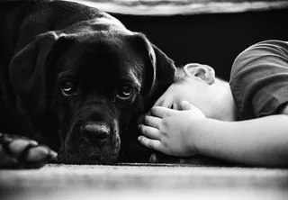 克罗地亚čakovec dogsandkids kid kid保护者狗canecorso害羞