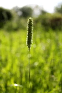 草，林间空地，提摩西，夏天，生长，关注前景，绿色，自然