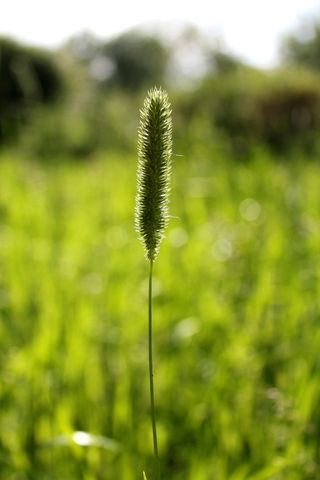 草，林间空地，提摩西，夏天，生长，关注前景，绿色，自然
