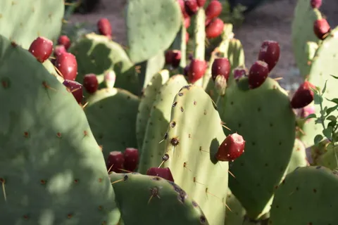 美国,凤凰城,沙漠植物园,沙漠植物群,刺梨仙人掌,亚利桑那州,仙人掌,刺梨果实 美国,凤凰城,沙漠植物园,沙漠植物群,刺梨仙人掌,亚利桑那州,仙人掌,刺梨果实