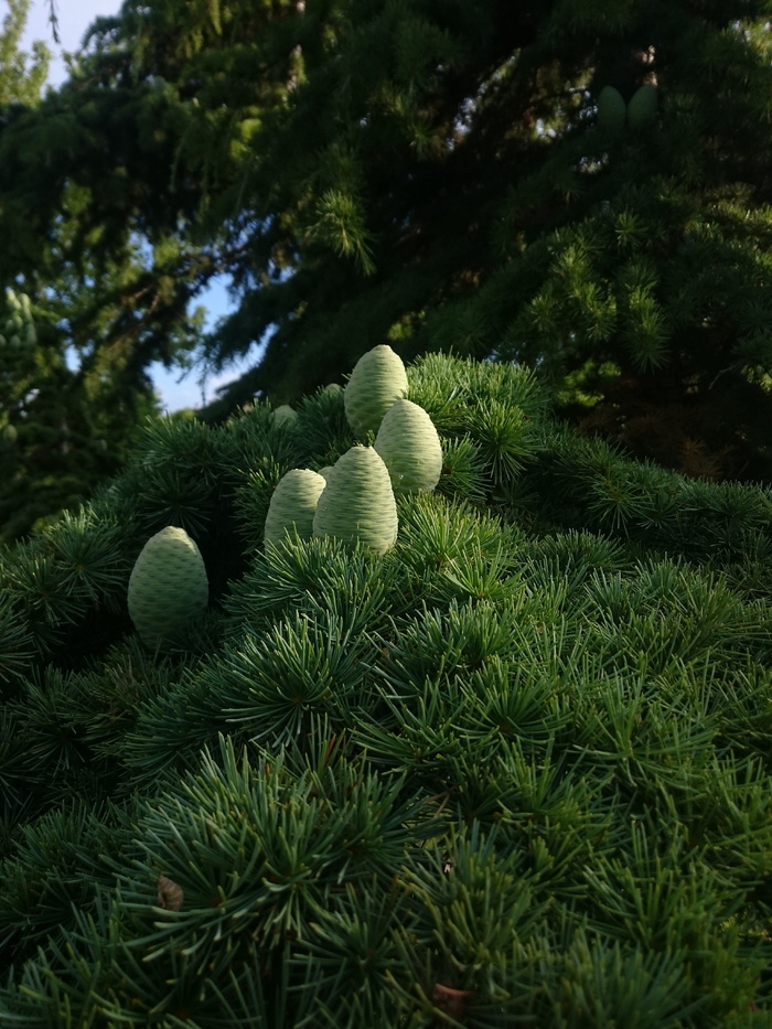 hornbeam，faruk，勤劳，植物，树木，生长，绿色，没有人