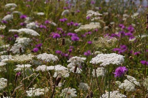 草甸，野花草甸，开花，开花，自然，夏天，植物，植物