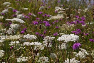 草甸，野花草甸，开花，开花，自然，夏天，植物，植物