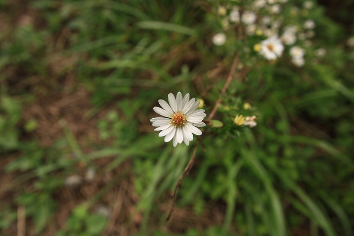 艾草有些竞争，美国也有些竞争，自然、水池、花卉、植物、景观、白花