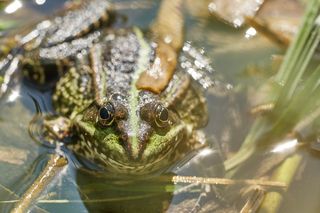 青蛙，池塘，绿色，蟾蜍，水，睡莲，沼泽蛙，水生动物