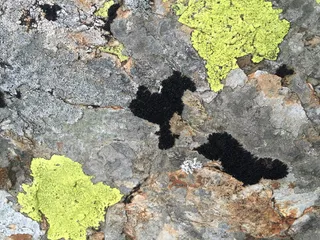 英国，凯斯威克，猫铃，地衣，湖区，没有人，纹理，天