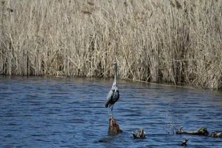 鸟, 高, 水, 颈部, 鲈鱼, 直立, 野生动物, 野生动物