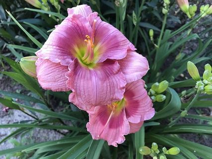 花，礼来，开花，开花植物，植物，花瓣，脆弱，脆弱