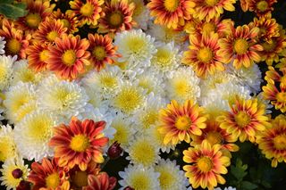 白色、黄色、开花植物、花朵、奇切瓦活、色彩鲜艳、花朵、植物