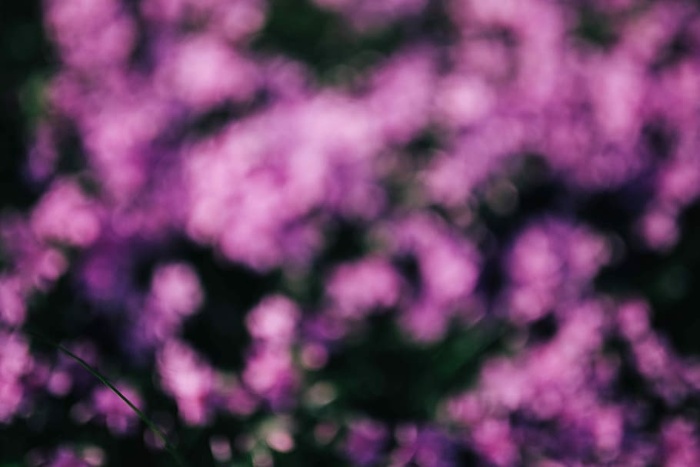 粉红色的花在春天盛开