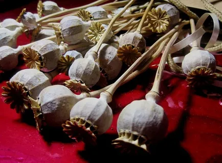 罂粟、豆荚、漂白、干燥、红色表面、植物、天然、植物 罂粟、豆荚、漂白、干燥、红色表面、植物、天然、植物