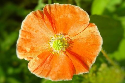 上面的橙色罂粟花