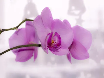 浅,焦点照片,粉色,兰花,花朵,兰花。明亮,美丽 浅,焦点照片,粉色,兰花,花朵,兰花。明亮,美丽