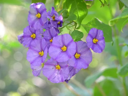灌木,淡紫色,开花,花朵,自然,植物,生长,自然之美 灌木,淡紫色,开花,花朵,自然,植物,生长,自然之美