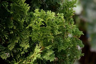 叶子，叶子，绿色，颜色，秋天，春天，宏观，生长