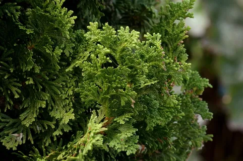 叶子,叶子,绿色,颜色,秋天,春天,宏观,生长 叶子,叶子,绿色,颜色,秋天,春天,宏观,生长