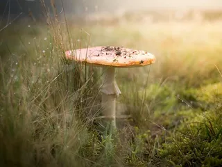 蘑菇靠近草，蘑菇，草，田野，露水，水，水滴，雾
