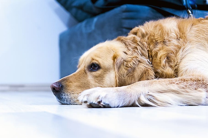 成年金毛寻回犬躺在地上