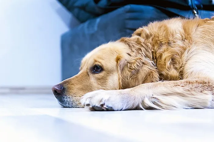 成年金毛寻回犬躺在地上