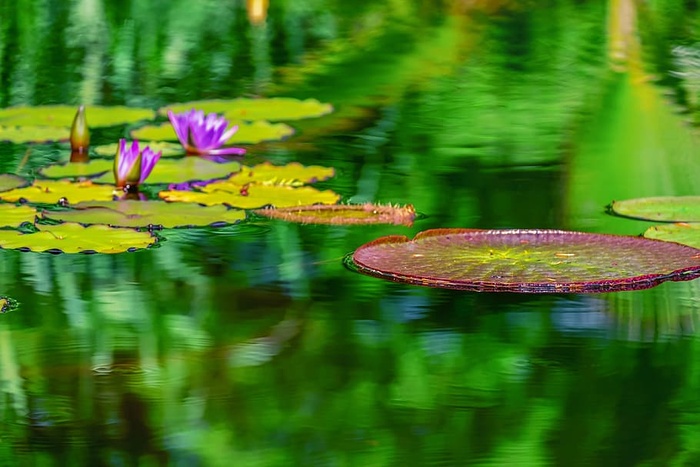 lily pad，Seeronsen板块，圆形，湖泊，巨大的Seeronseblätter，水生植物，生物区，自然