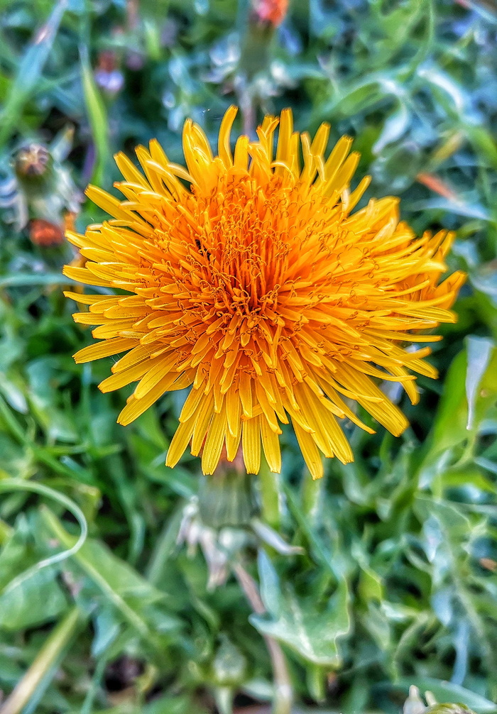 详细信息, 花, 花头, 黄色头, hdr, 开花植物, 自然之美, 黄色
