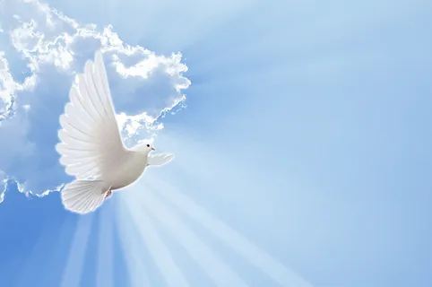 上帝，桑托，帕洛马，动物，纯净，天空，飞翔，动物主题