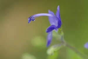 野花，蓝色，八月，花，开花植物，植物，紫色，特写