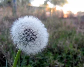 蒲公英，微风，风，花，院子，绿色，植物，特写