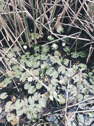 湖、自然、内努法雷斯、水、平静、墙纸、iphone、百合