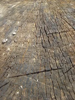 失败,树,树桩,年轮,年龄,背景,纹理,全框架 失败,树,树桩,年轮,年龄,背景,纹理,全框架
