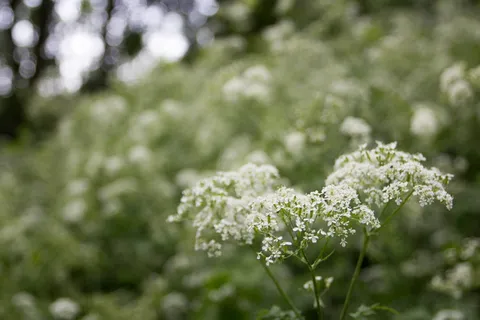 英国、伦敦、泥石流沟、春天、欧芹、树木、植物、花卉 英国、伦敦、泥石流沟、春天、欧芹、树木、植物、花卉
