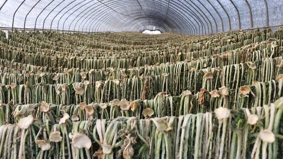 driedradishgreens，萝卜，绿色，萝卜绿色，农业，农场，农业，韩国农场